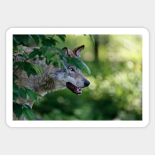 Timber Wolf Sticker